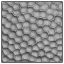 ASI Global (Plastic) Urinal Screen (18" X 48") - 40-5081880